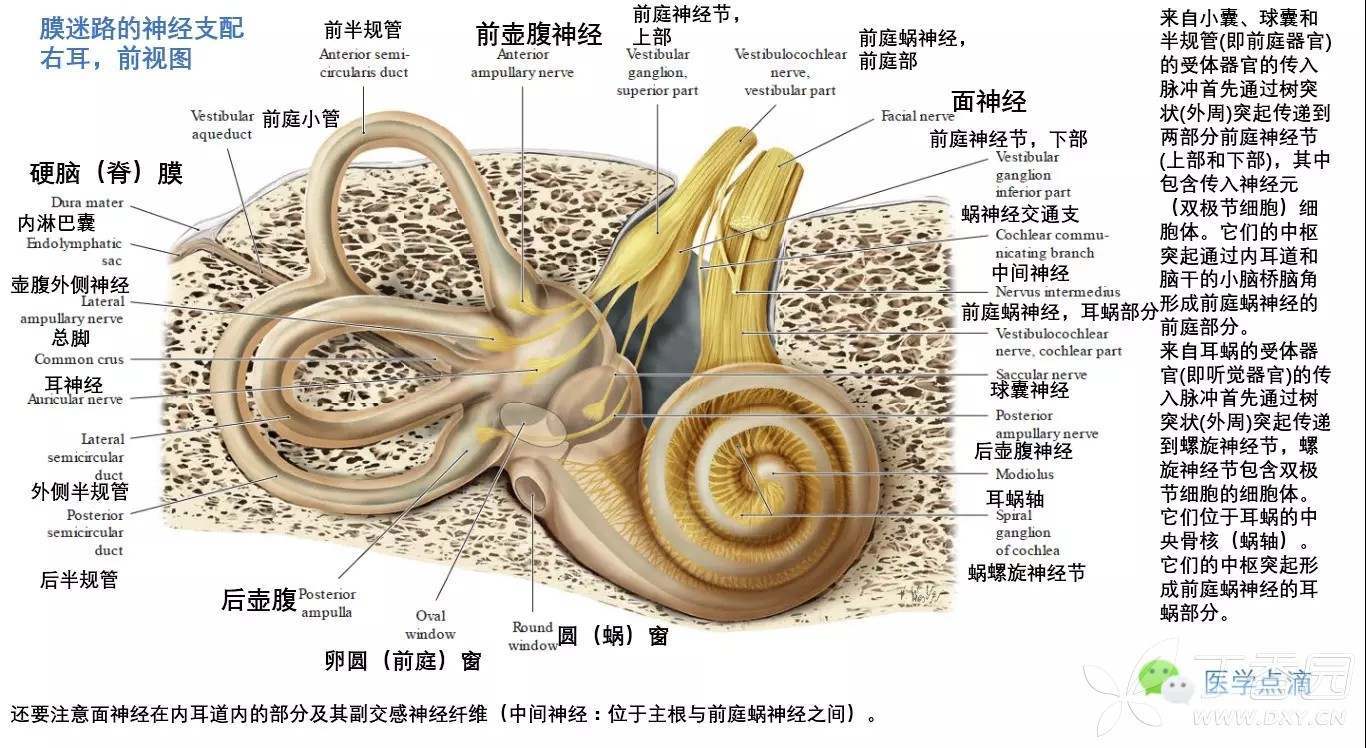 耳蜗简图图片