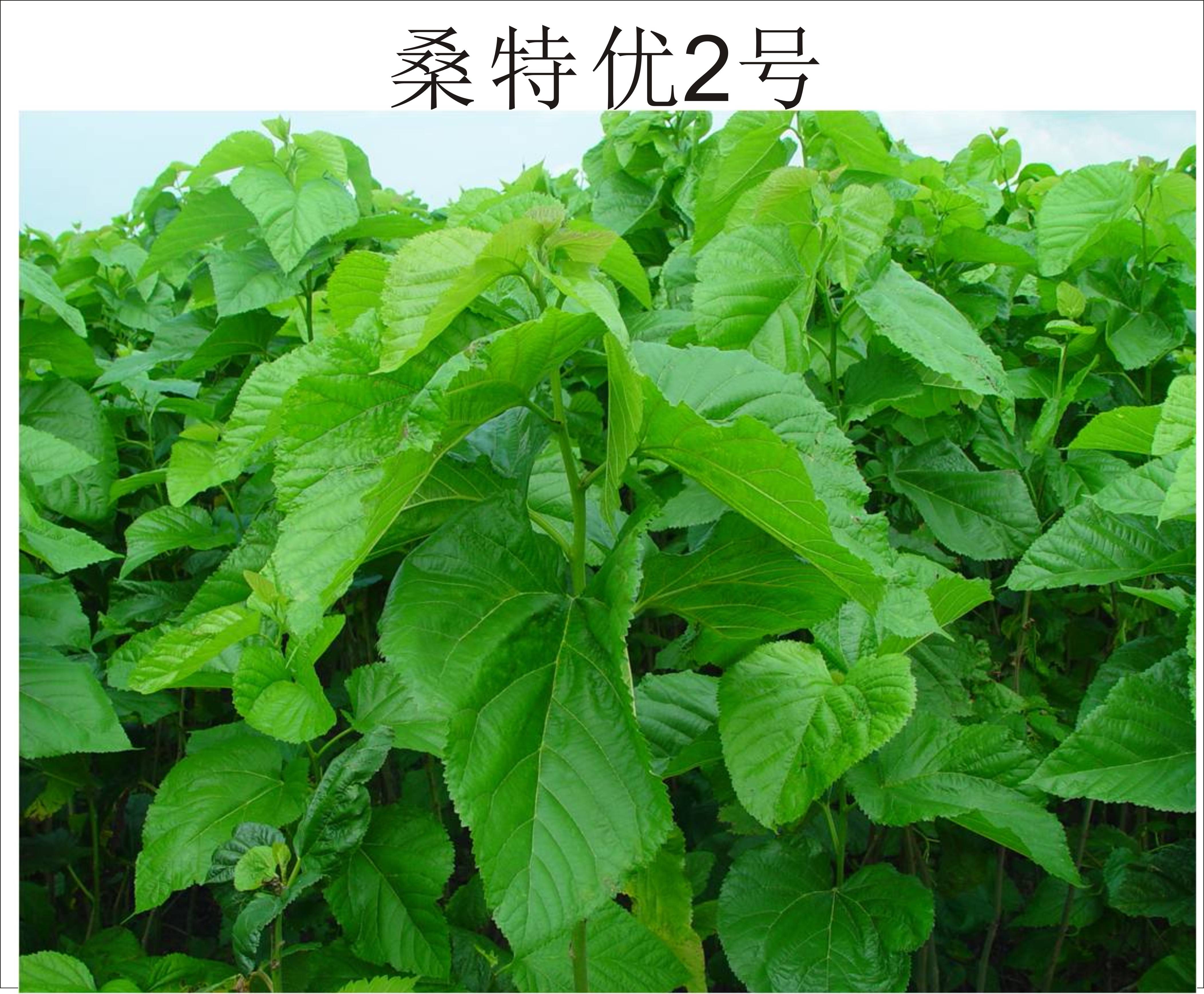 桂桑优12桂桑优62特优2号三个杂交桑种实力对决谁更胜一筹