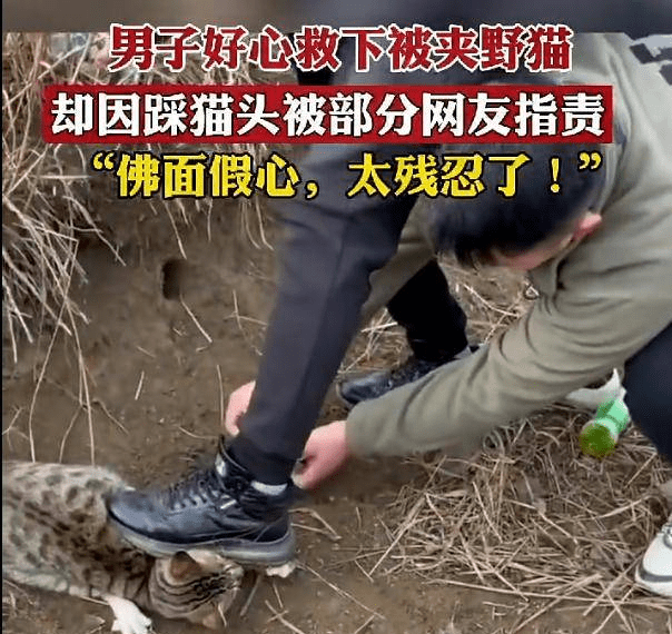 下夹子夹野猫图片