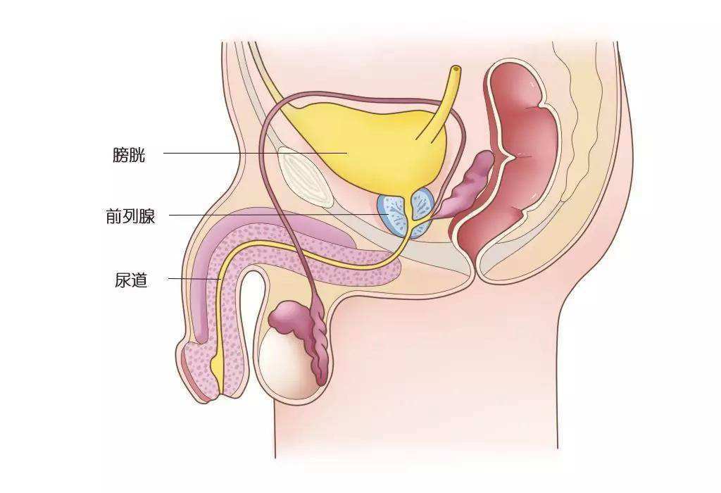 前列腺炎性分泌物图片图片