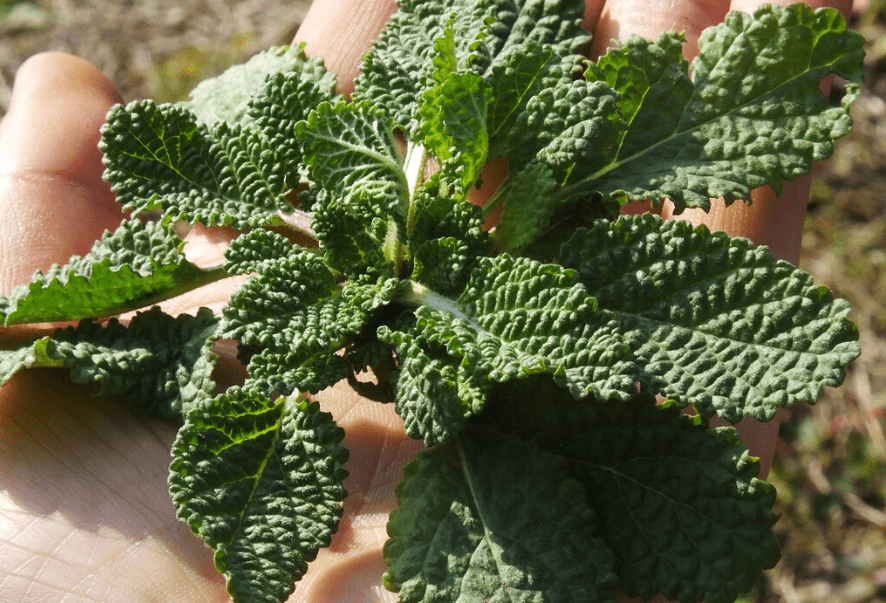 遇到请珍惜_癞蛤蟆_时候_开花
