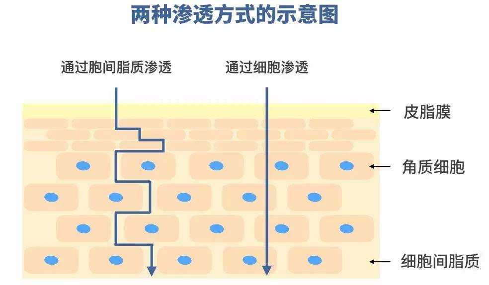 分子你用的护肤品真的能吸收吗？