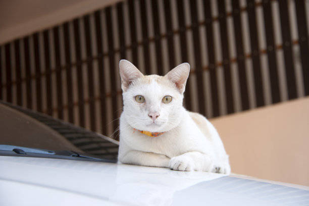 猫咪怀孕了怎么办你知道怎么给猫咪接生吗