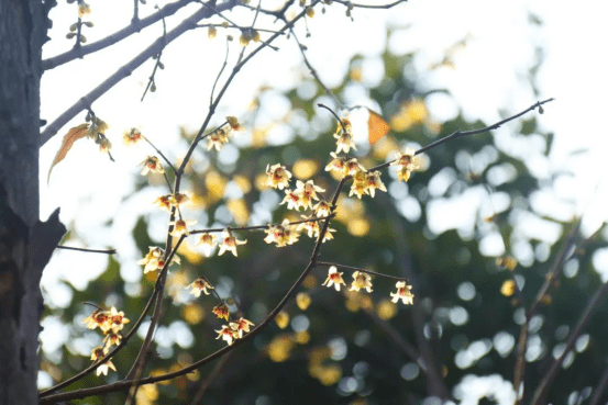 大地|阳光下绿满航天