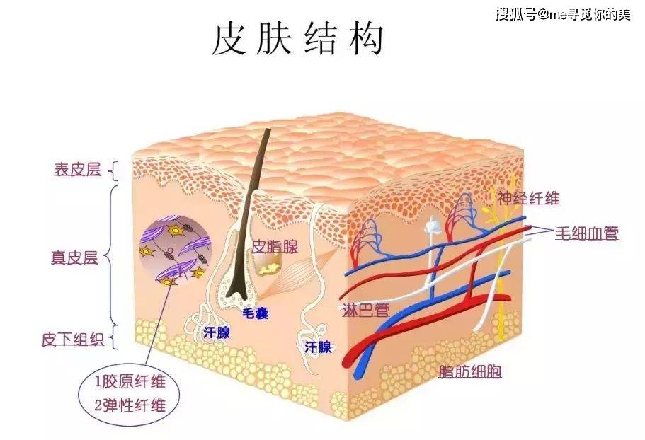 起跑线ME胶原科普丨90%的女生护肤，在起跑线就输了！