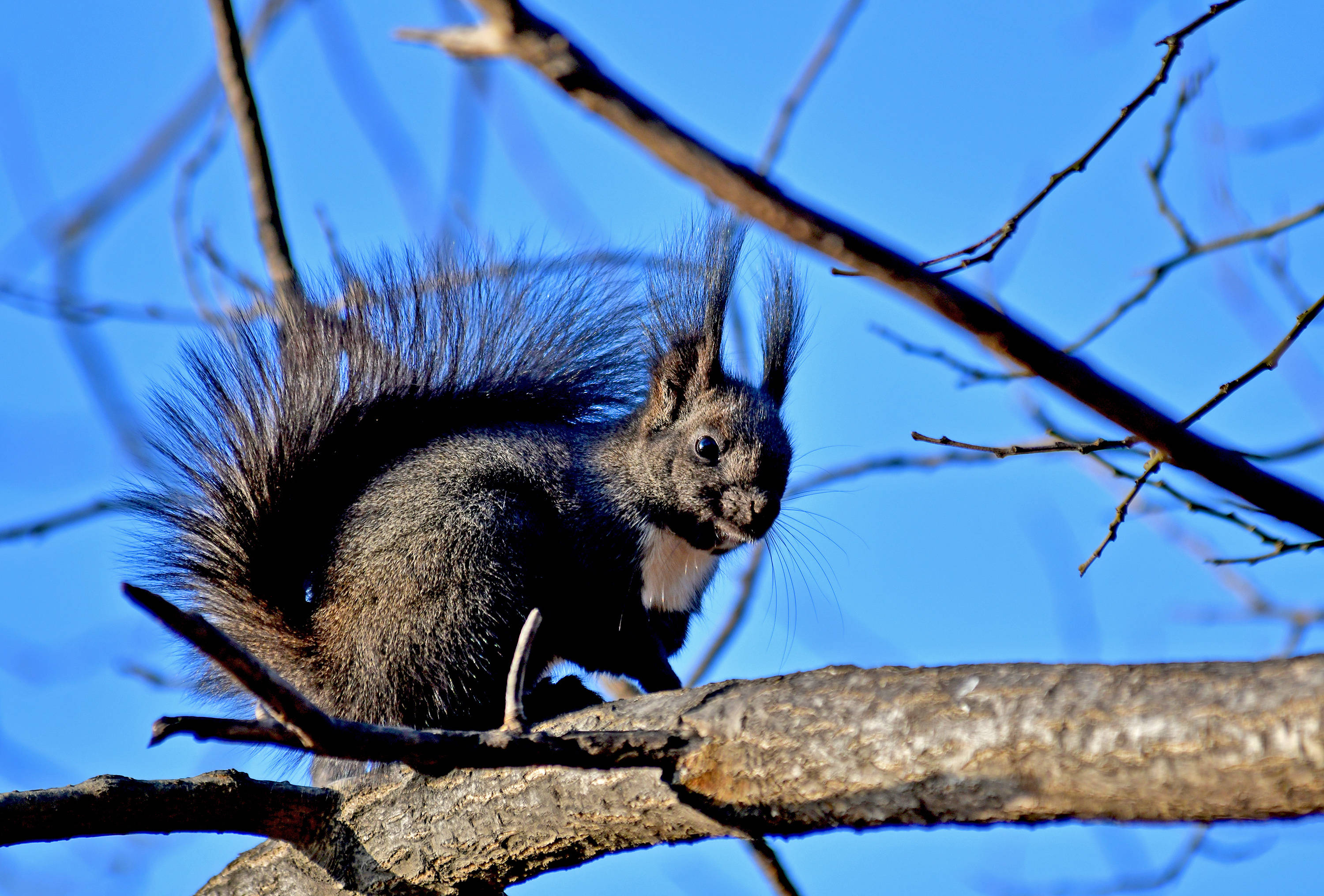 冬日暖阳下的黑松鼠_保护_地面_中国