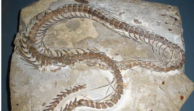 蛇类化石图片