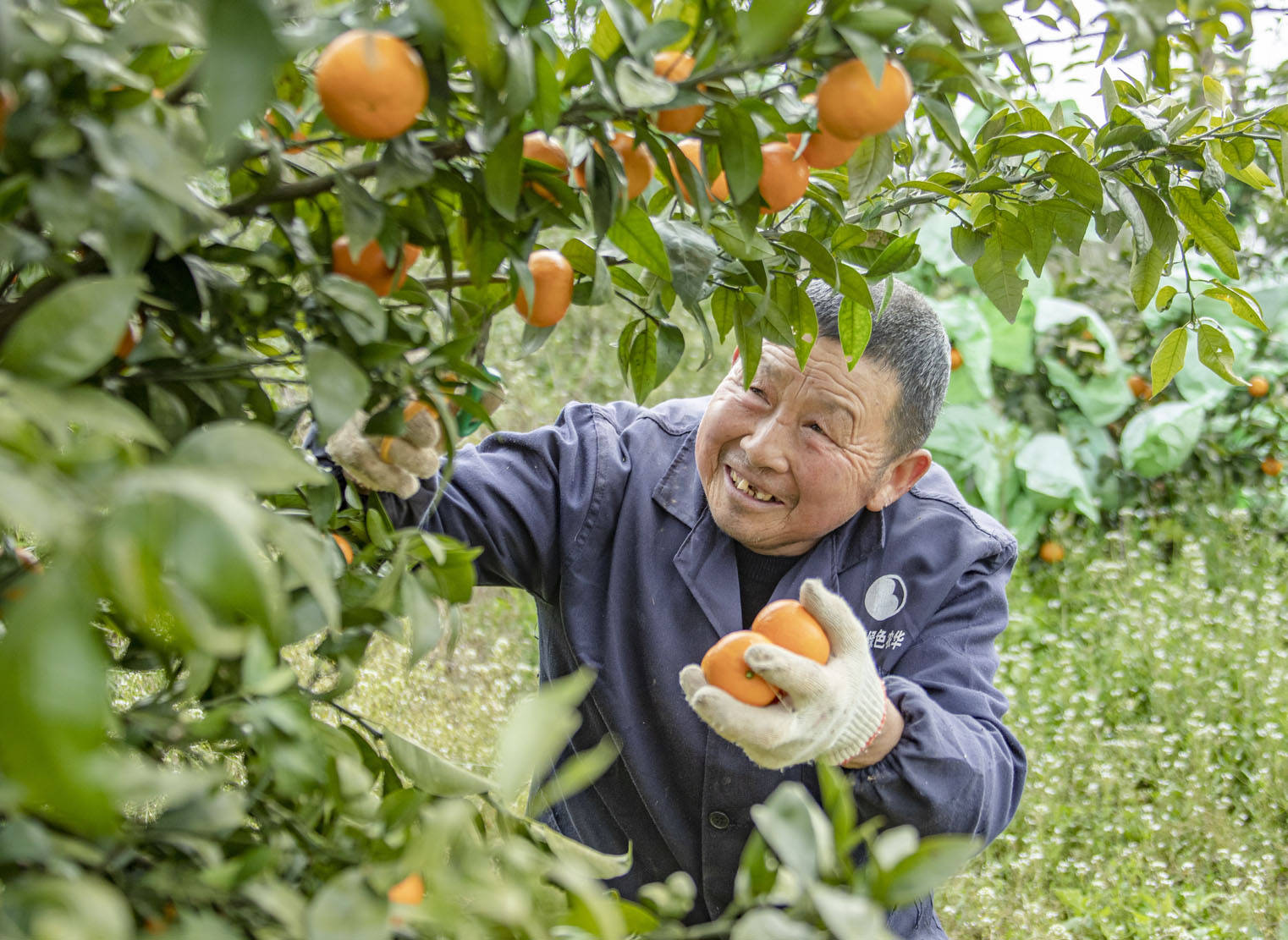 绵阳发阳农场沃柑丰收果农笑开颜