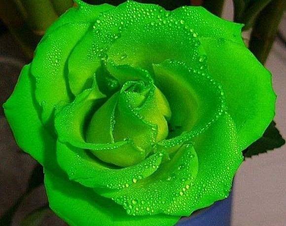 1月6日起 丘比特来送爱情 4大星座情深意切 良缘相伴 感情 金牛男 变化