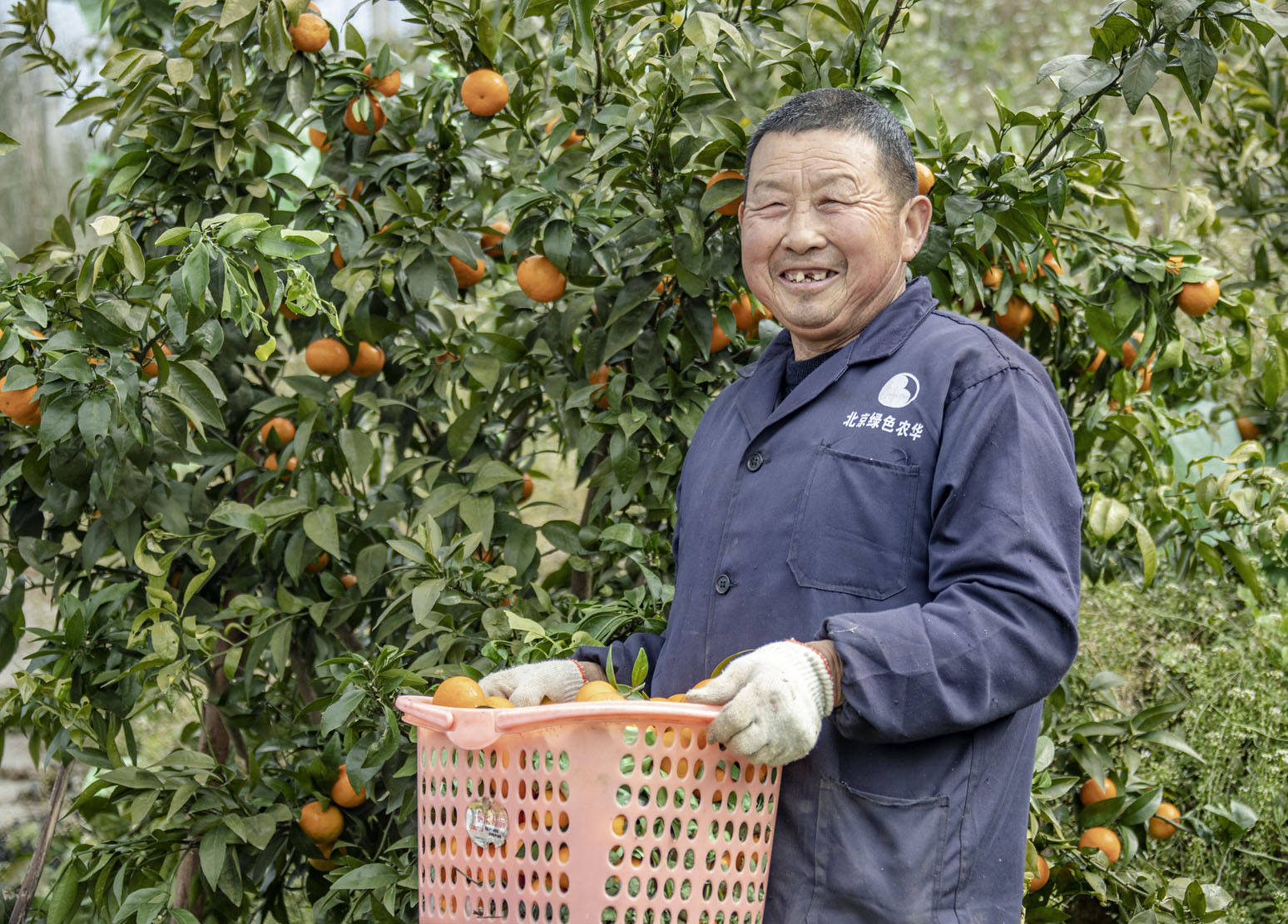 绵阳发阳农场沃柑丰收果农笑开颜