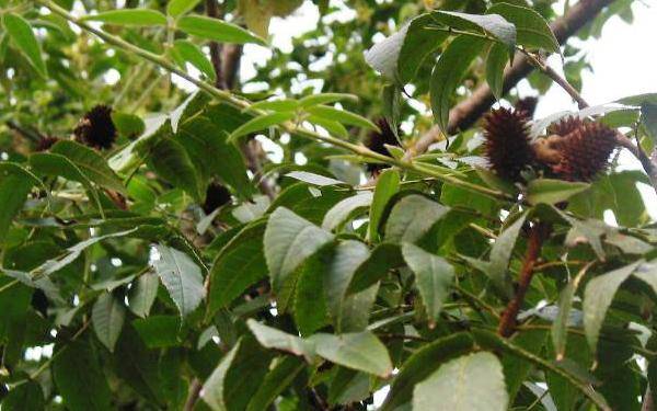 一种速生多用途的绿化树种——化香树_果序_植物_球果