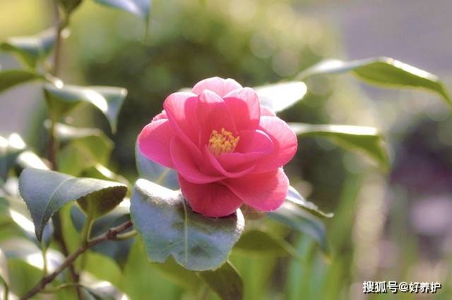 最耐寒的花不是梅花 是 耐冬 从初冬开到阳春三月 山茶 气氛 寒冬