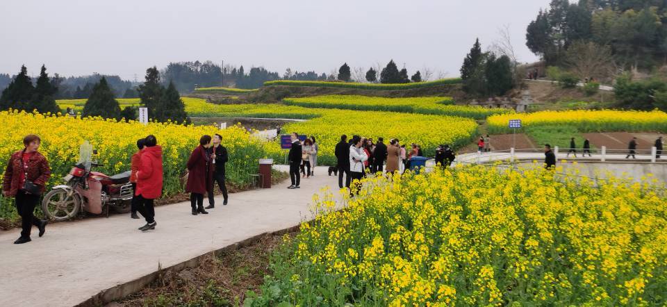 油菜地|“锅盔凉粉”免费吃！南充嘉陵龙蟠镇司南垭千亩油菜花惊艳上线！