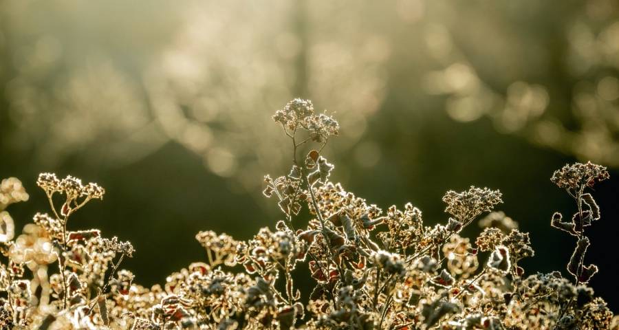 3月家电市场要火了?美的格力美菱小米飞利浦京东国美忙备战-家电圈官网