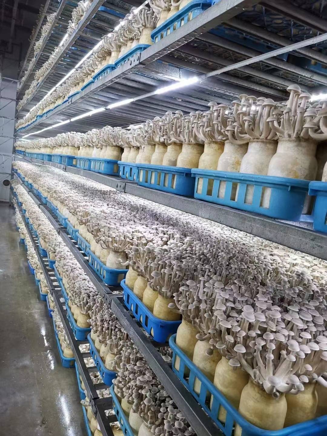 业易网食用菌之鹿茸菇