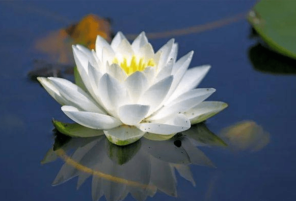 三位著名诗人点赞诗人汪贵沿作品：《太湖是一朵莲》