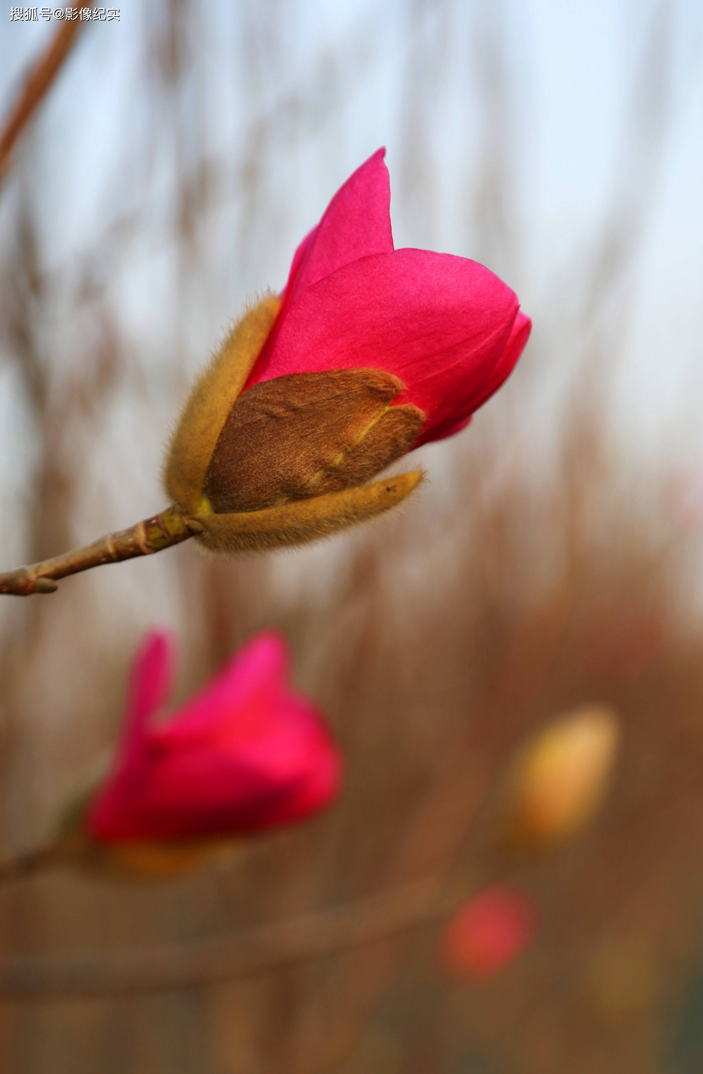 河南宝丰玉兰花娇艳绽放扮靓春天