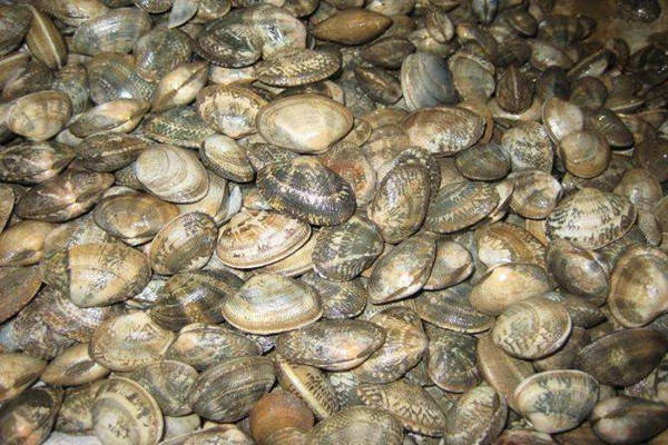 特产早知道胶州湾蛤蜊