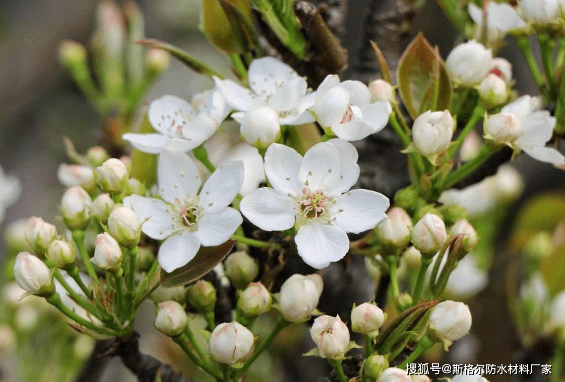 斯格尔防水祝黄瓜山梨花节盛大开幕