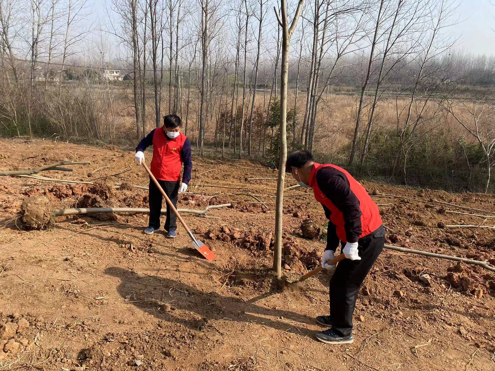 刘集镇刘集村组织党员志愿者开展义务植树活动