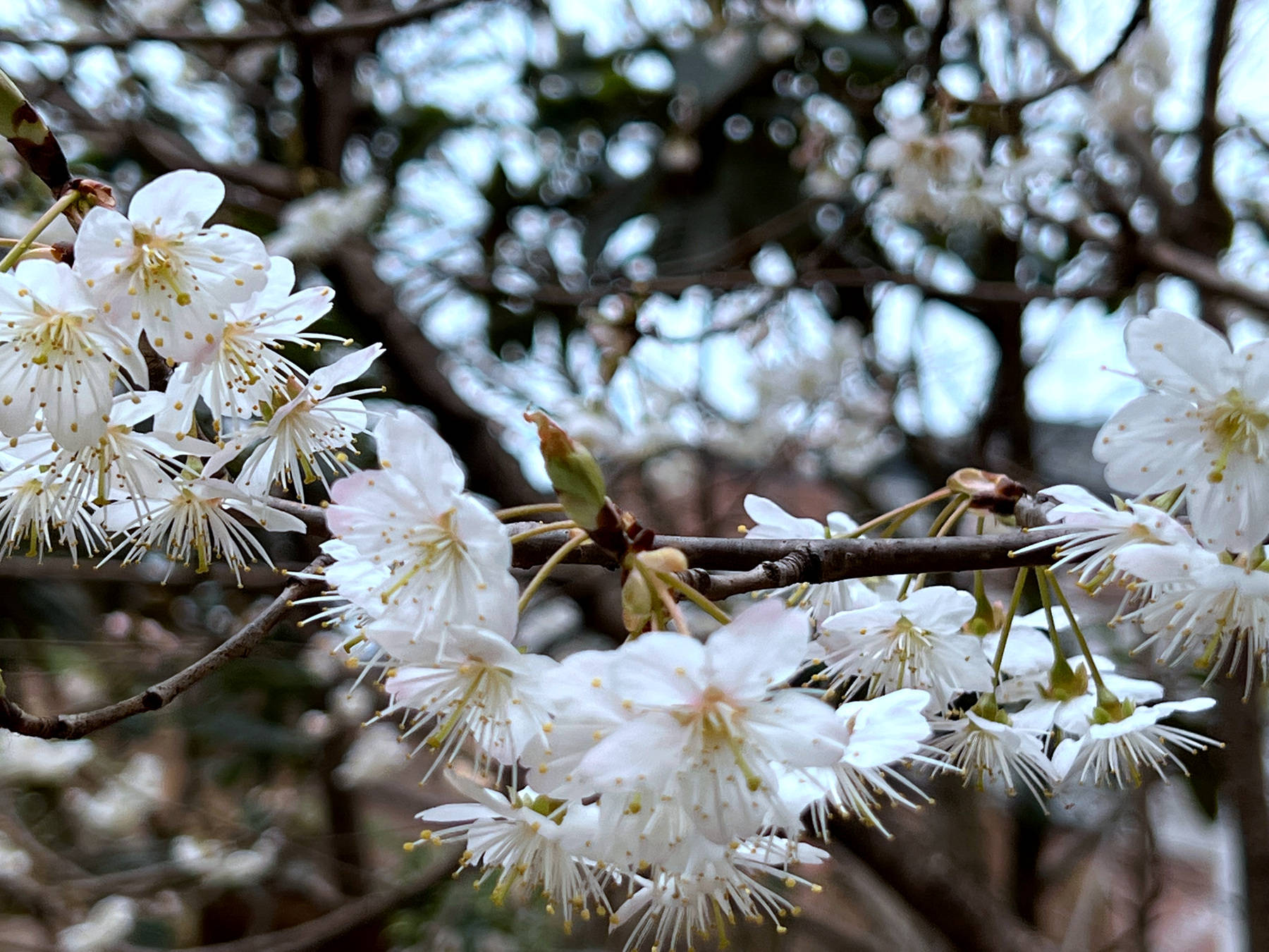 开阳清江村的樱桃花开了！快来感受春的气息-贵阳网