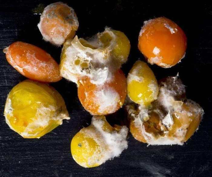 黄曲霉素1毫克可以致癌20毫克能致命我们日常中这样的食物都有它