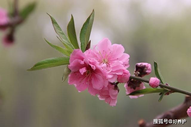 桃花|桃花十大观赏品种，哪一种更美？