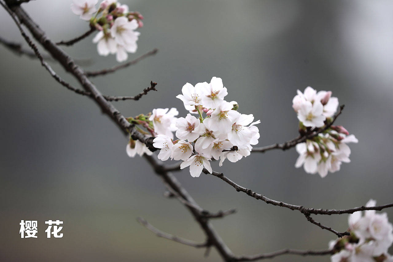 特征|哪个是樱花，哪个是樱桃花？你能否分清？