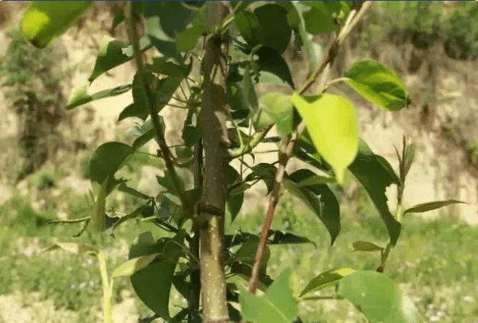 梨树刻芽技术