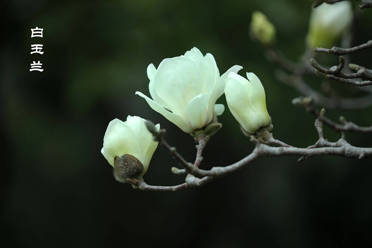 特征|哪个是樱花，哪个是樱桃花？你能否分清？