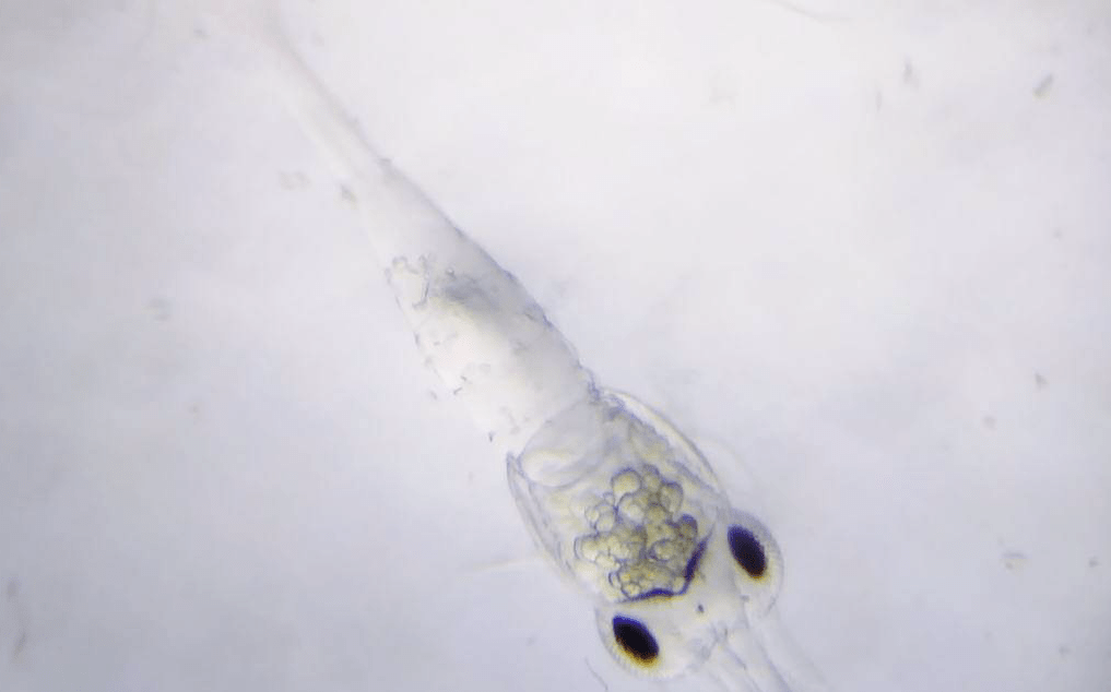 由于虾苗孵化出后溞状幼体,糠虾阶段,属于浮游(倒挂苗)状态,此时主要