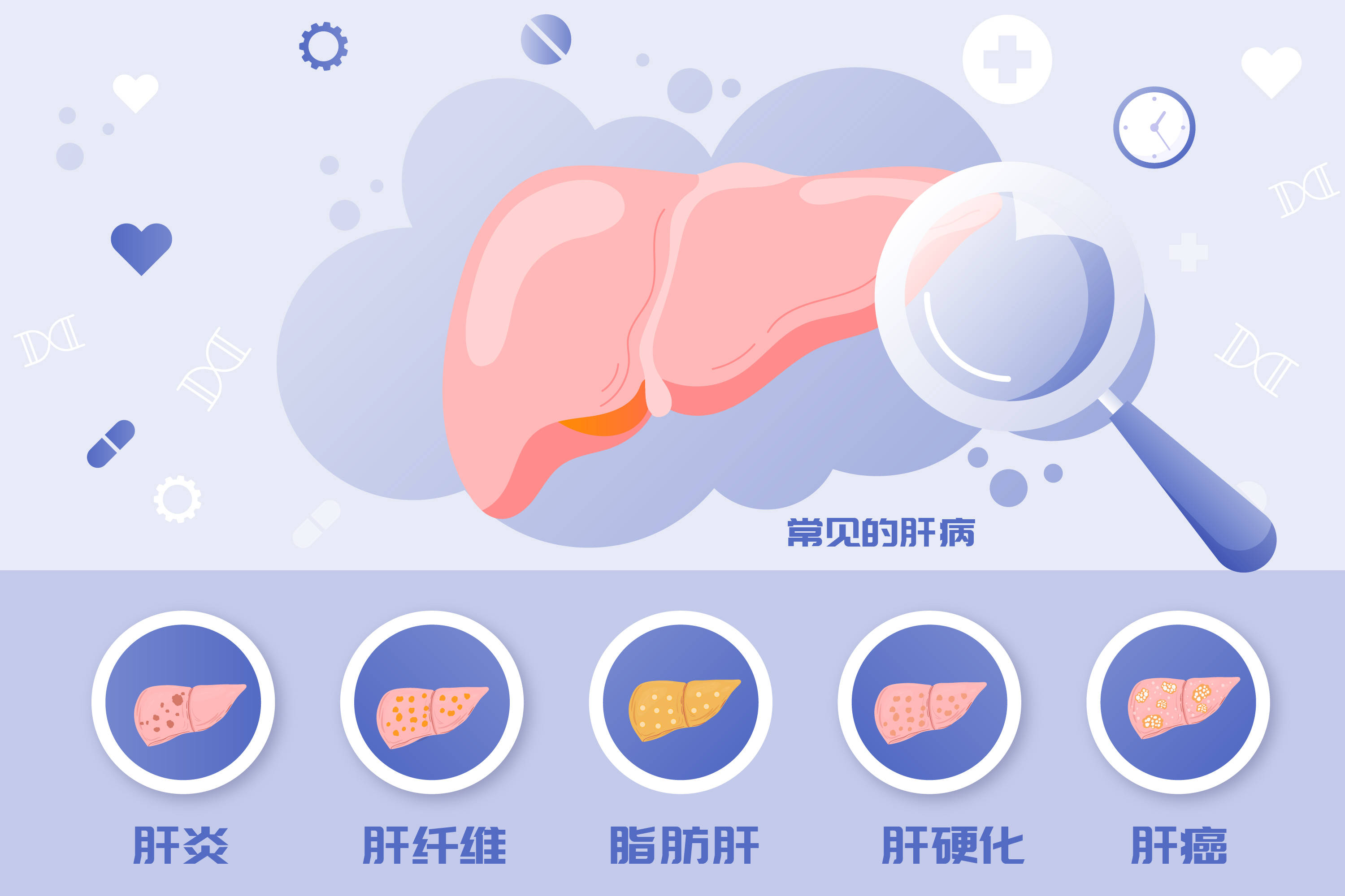 18,爱肝日,喊你小心"肝"_肝脏_代谢_人体