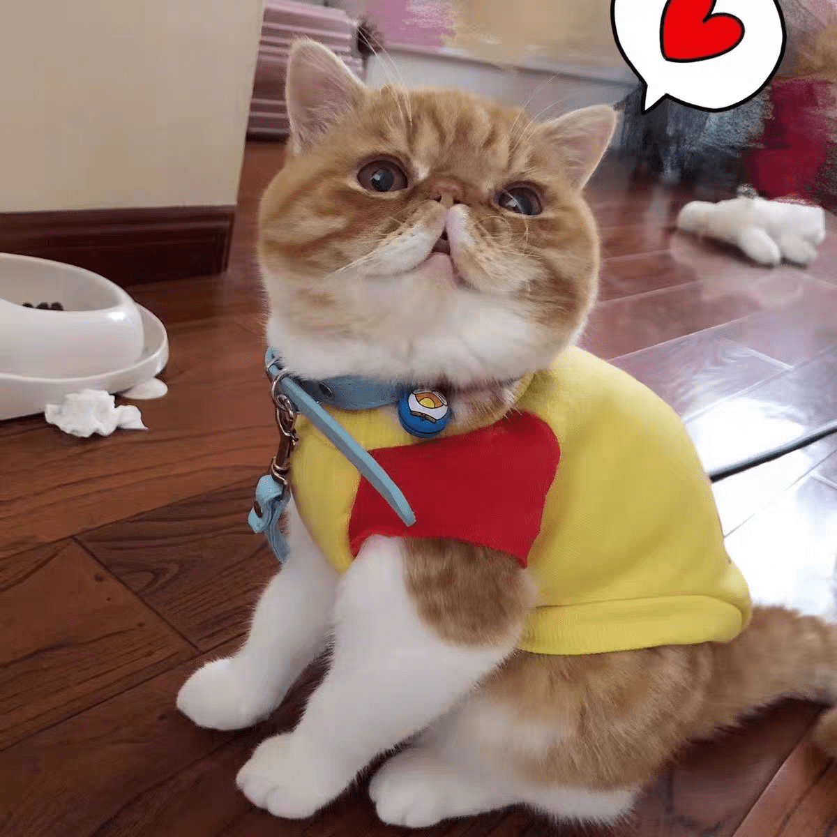 品牌加菲猫吃什么牌子猫粮好？这种猫粮越吃越健康