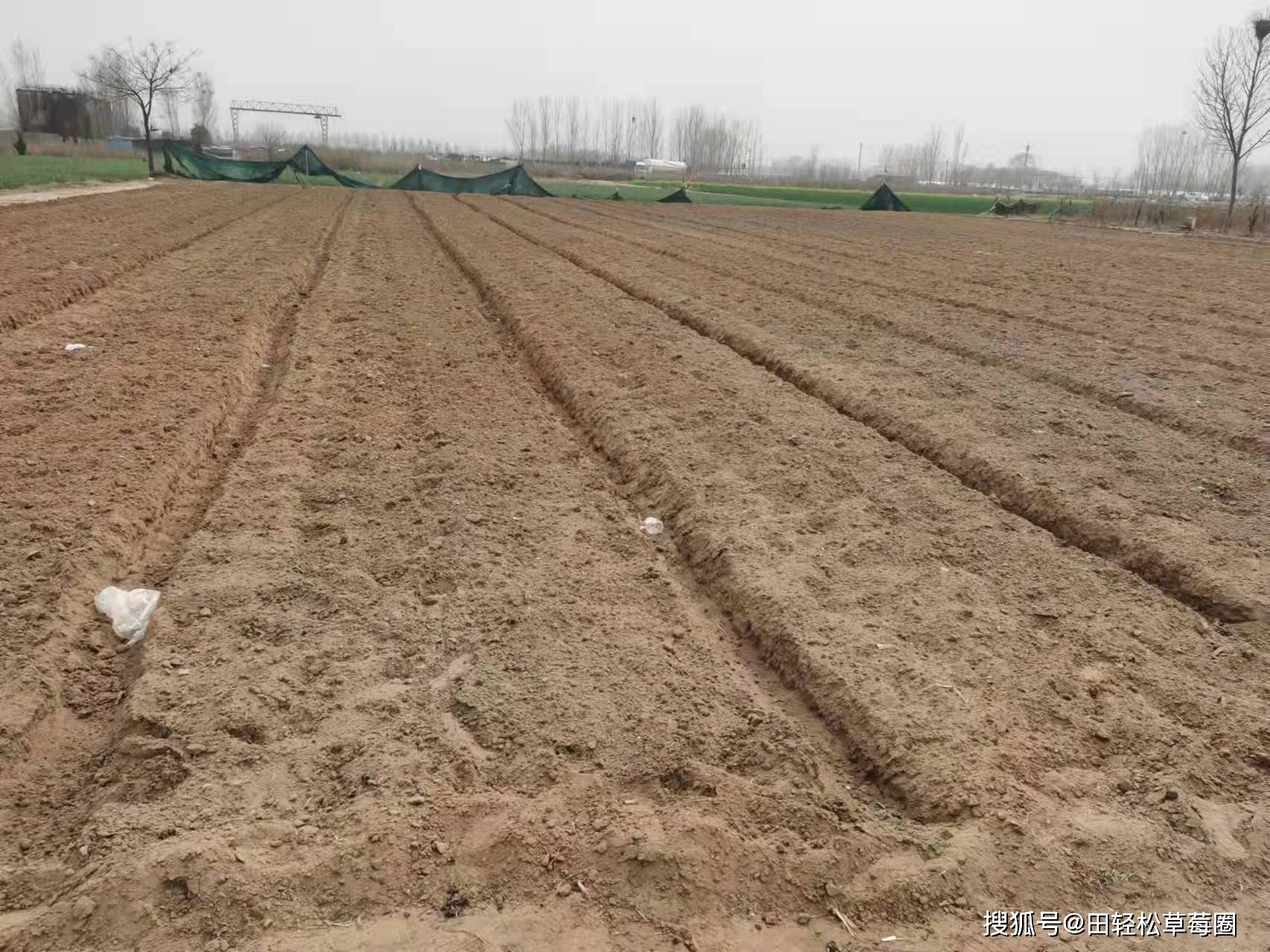 土壤类型最好是沙壤土(沙壤土>沙土>壤土>粘土),沙壤土土质松软,透气