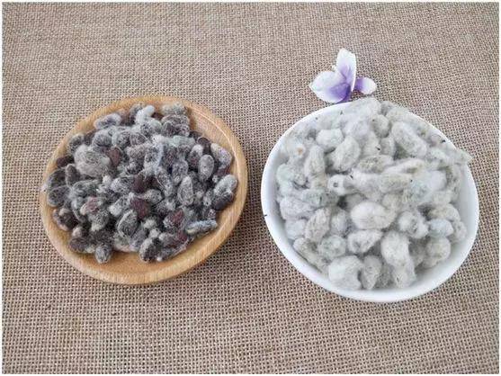 棉花种子的筛选如何做到高速且精准