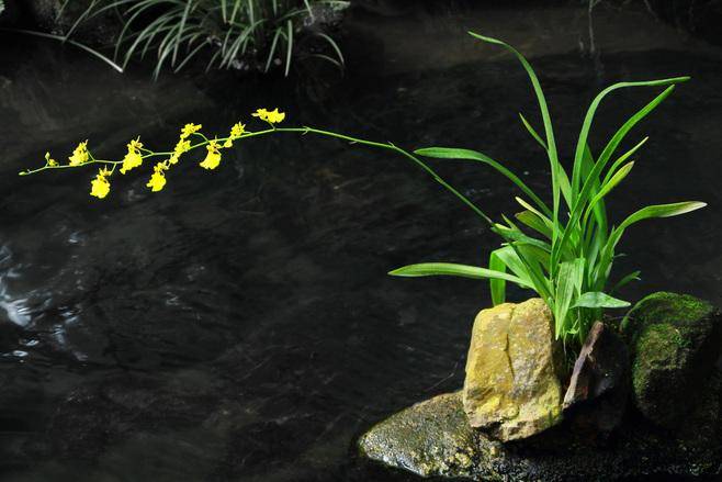 花木文化琐谈之114:"空谷佳人"话兰花_郑思肖_沐兰汤_人们