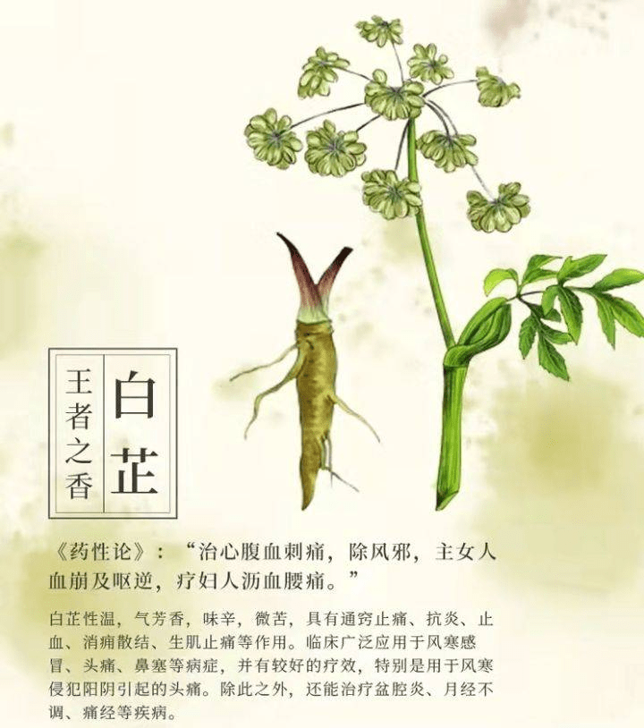 白芷性溫,氣芳香,味辛,微苦,具有通竅止痛,抗炎,止血,消癰散結,生肌