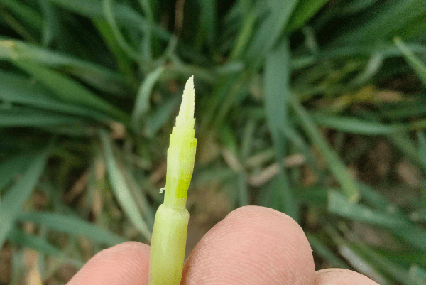 小麦增产新技术拔节期喷施云雅收每亩可增产200斤