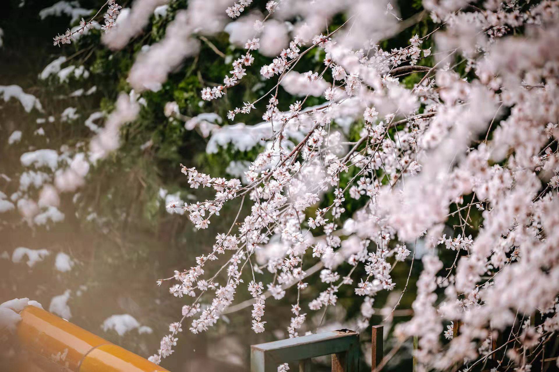 花朵|燕京八景，琼岛春阴！北海公园的山桃花又开好啦！