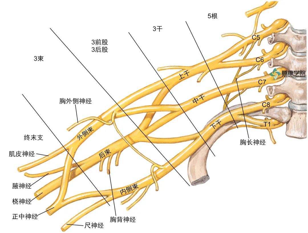 正中神经损伤的恢复机率