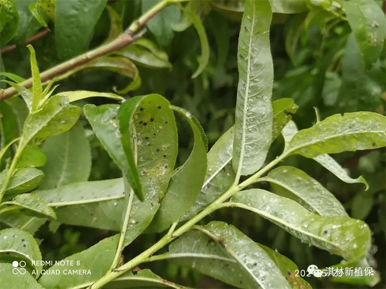 蚜虫分泌蜜露图片