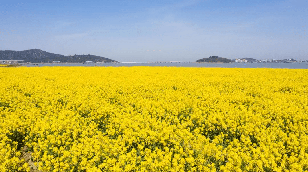 苏州踏春赏花大片的油菜花太美了