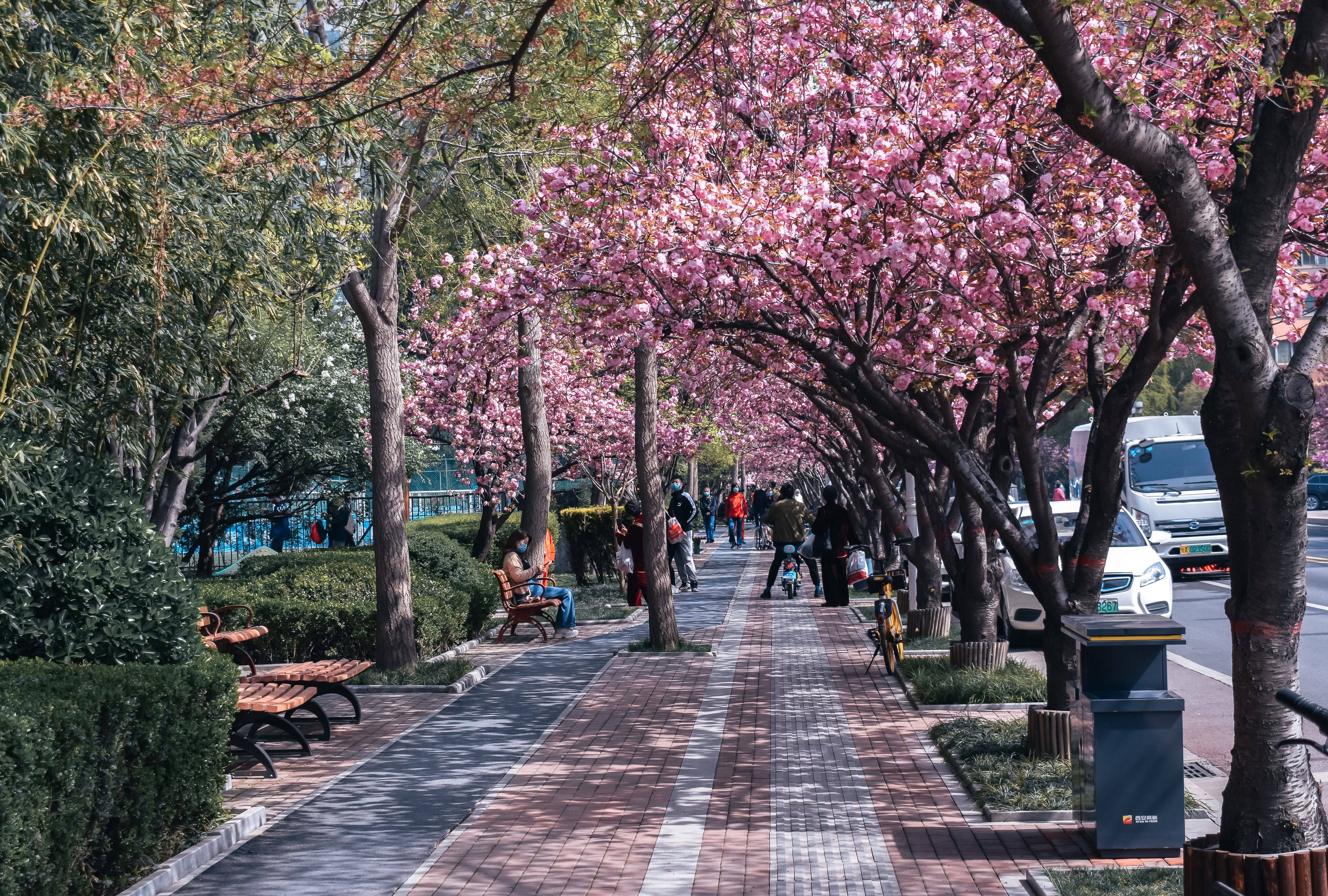 花开渐|以花为媒，来高新二路赴一场春之约