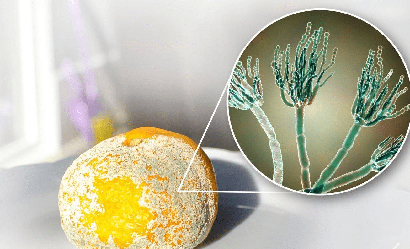 霉菌是丝状真菌的俗称,意即"发霉的真菌",它们往往能形成分枝繁茂的