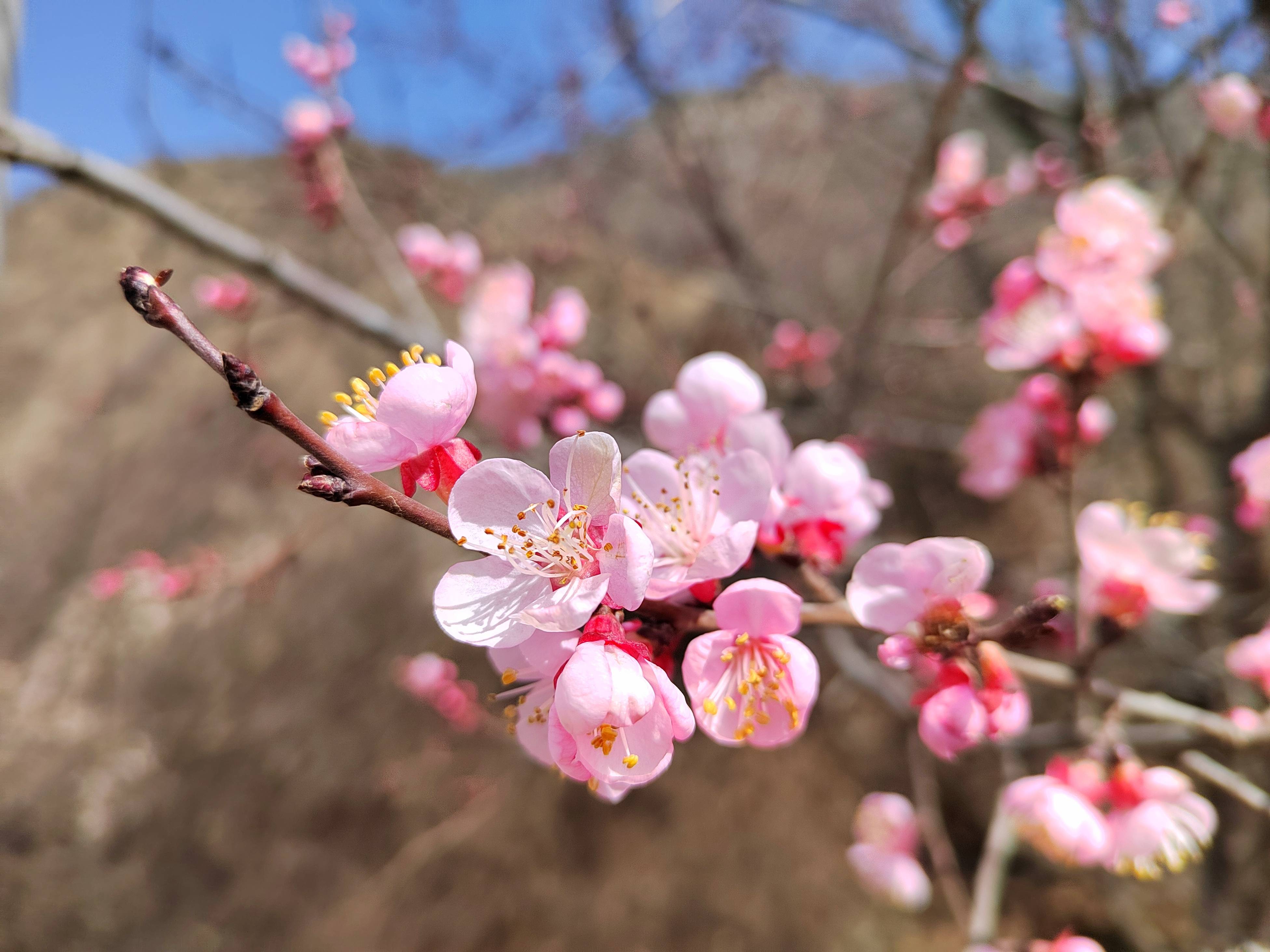 春風漸暖桃花灼灼