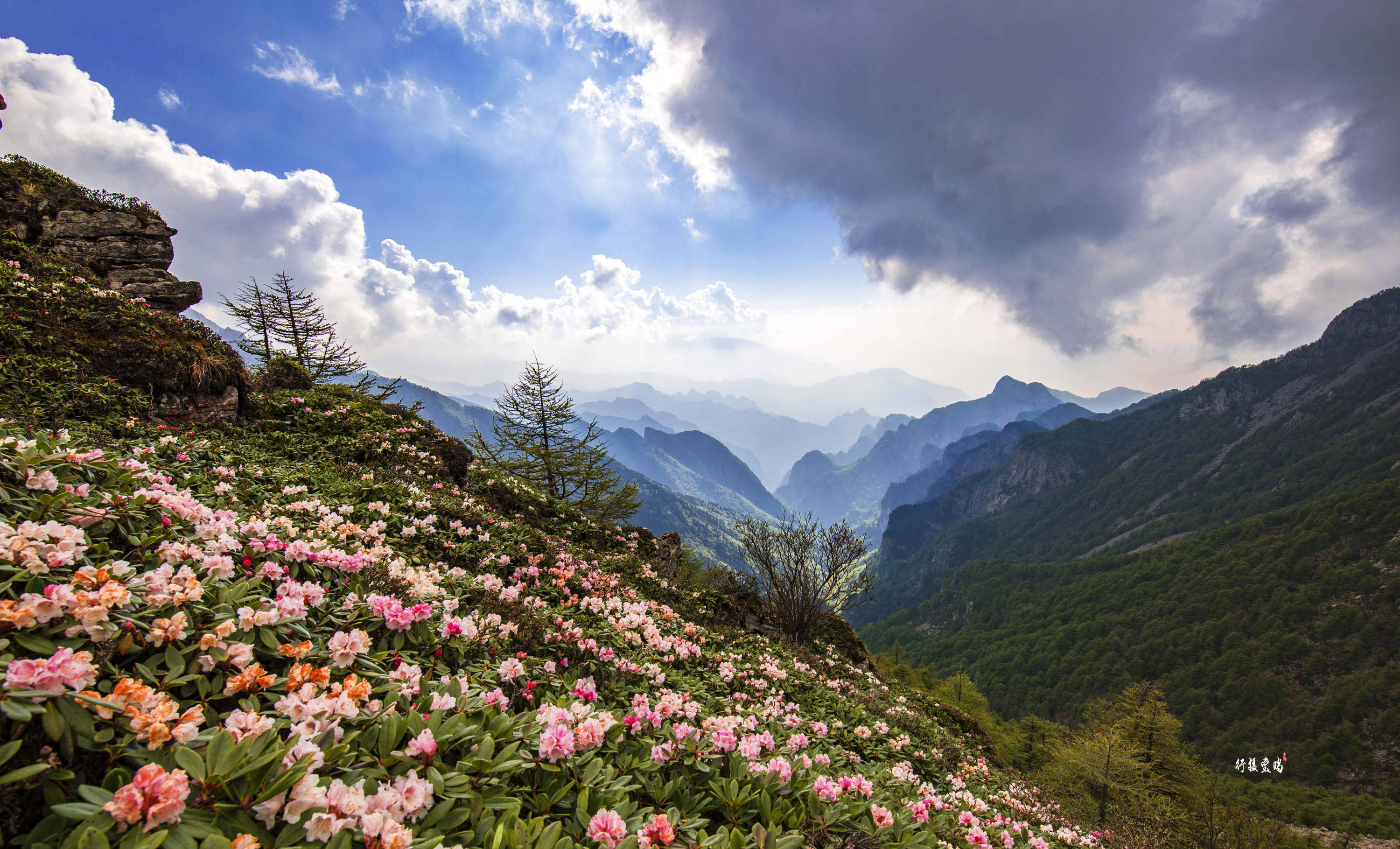 春来宝鸡万紫千红看花海