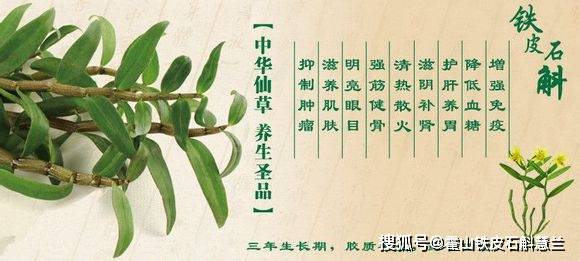 适合熬夜人群的铁皮石斛吃法!_食用_身体_慧兰