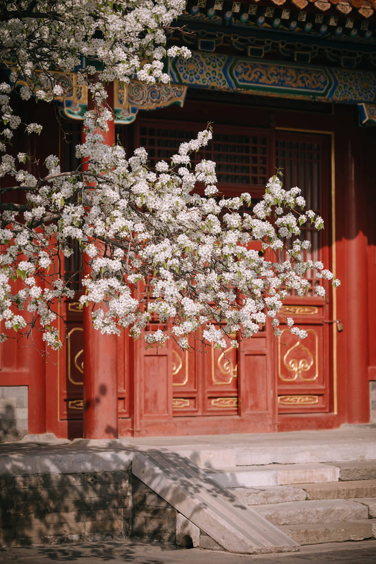 雪白的花朵与红墙金瓦相映,可谓是寿康宫一年中最美的时候