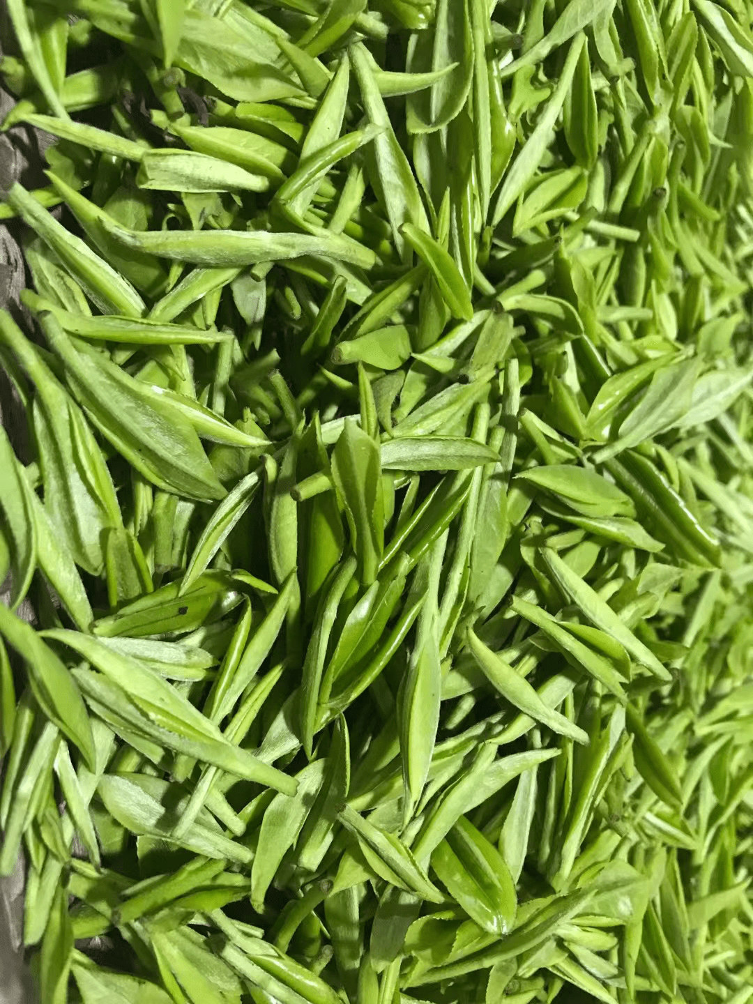 湖南仙峰老树茶今年新茗上市_茶叶_茶树_茶道