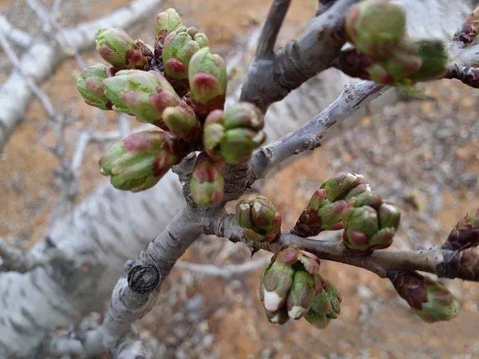 因此,要找出大樱桃坐果率低的原,提高大樱桃坐果率.